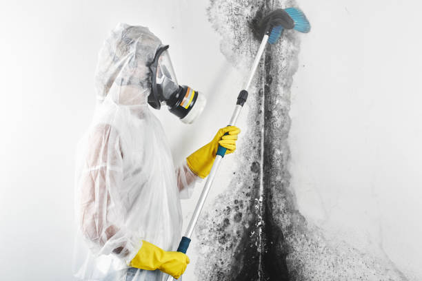 Best Black Mold Removal  in Union City, MI