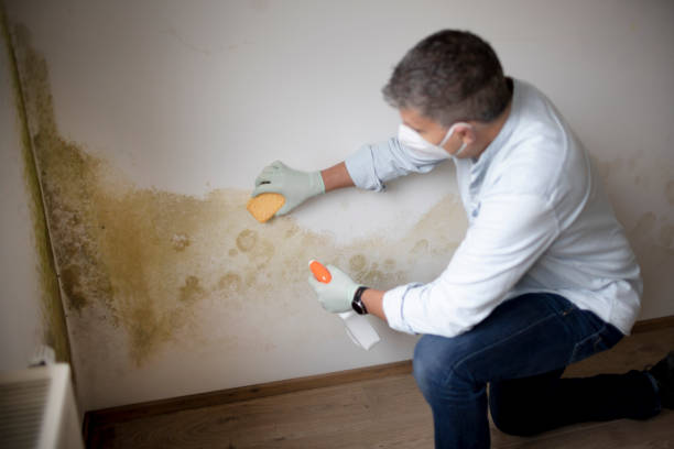 Asbestos and Lead Testing During Mold Inspection in Union City, MI